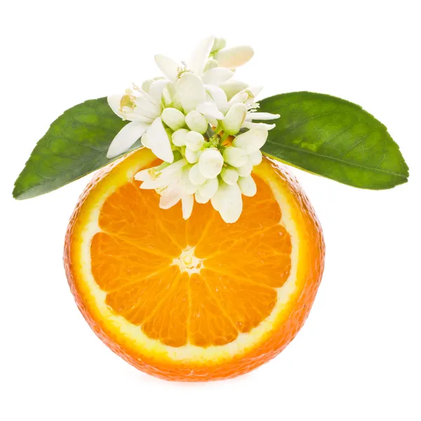 Цитрусові фрукти - помаранчевий — стокове фото