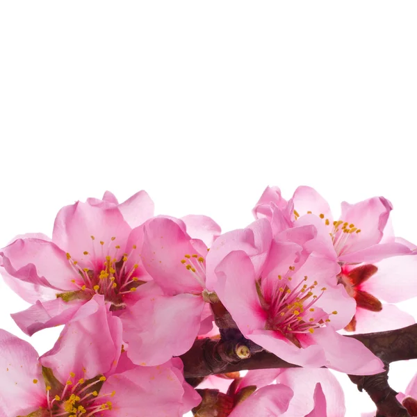 Amandier fleurs roses — Photo