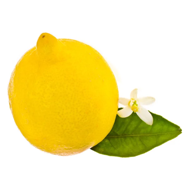 Citrus gyümölcs - citrom — Stock Fotó