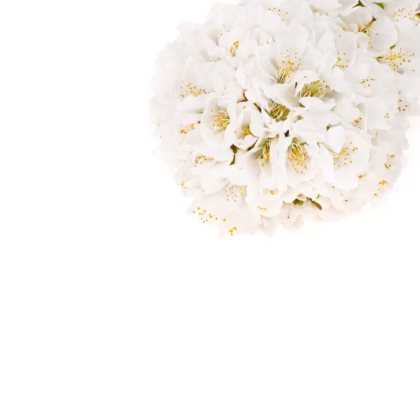 Frühling weiße Blüten des Apfels — Stockfoto