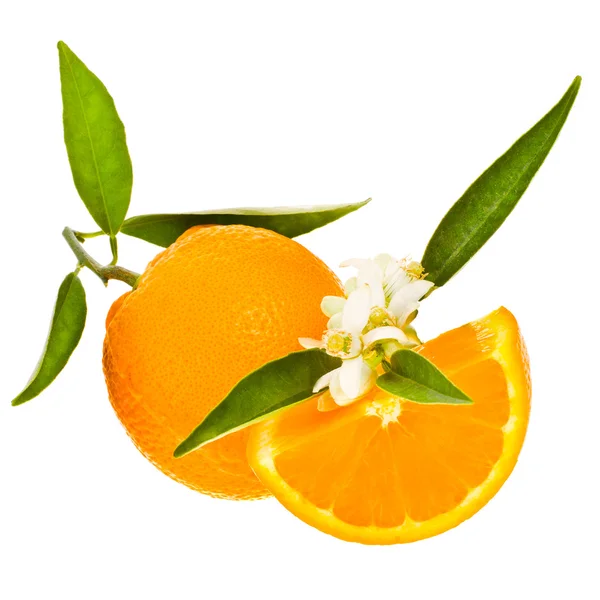 Citrus fruit - oranje — Stockfoto