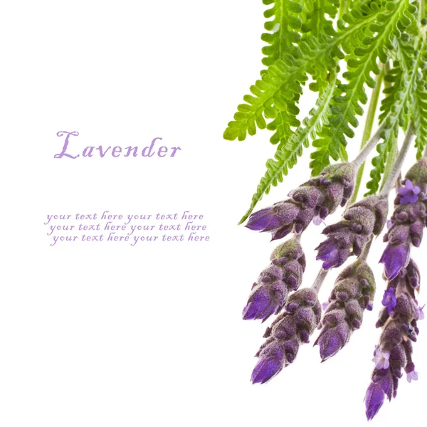 Fresh leaves and flowers of lavender isolated on white background — Stock Photo, Image