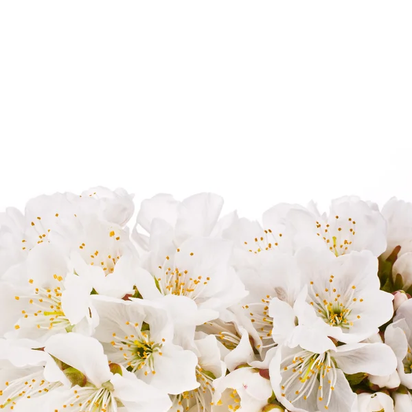 Vita vårblommor av apple — Stockfoto