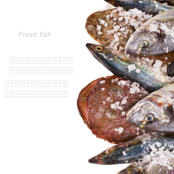 Pesce fresco — Foto Stock