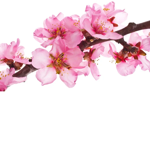 Almond tree pink flowers — Stock Photo, Image