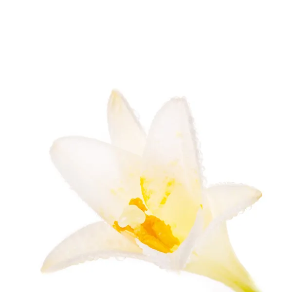 Weiße Lilie mit Wassertropfen in Nahaufnahme isoliert auf weißem Hintergrund — Stockfoto