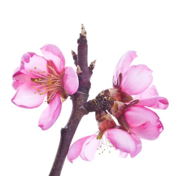 Цветы розового миндаля — стоковое фото
