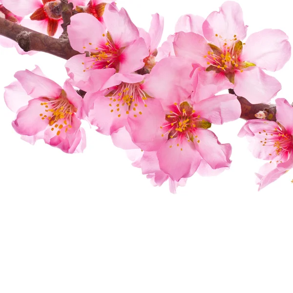 Almond tree pink flowers — Stock Photo, Image