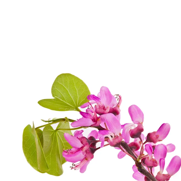 Frühlingszweig mit lila Blüten — Stockfoto