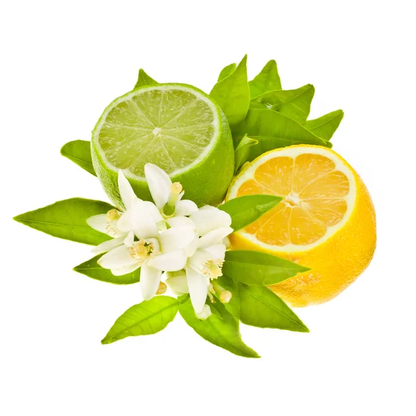감귤 류의 과일-레몬과 리마를 잘라 — 스톡 사진