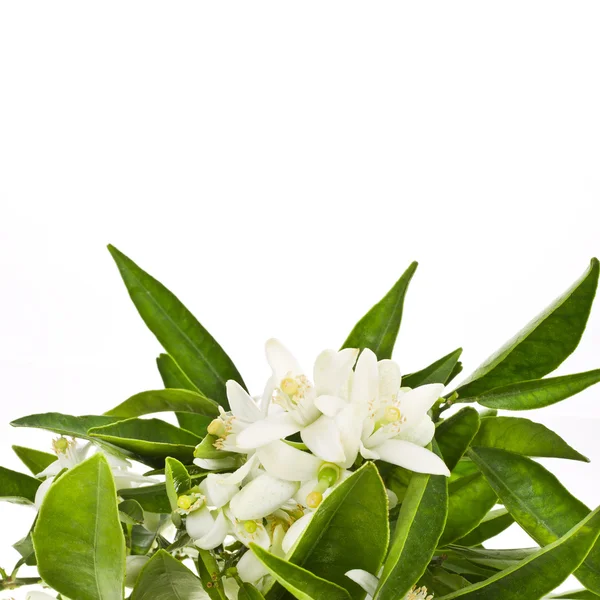 Orange tree flowers — Stock Photo, Image