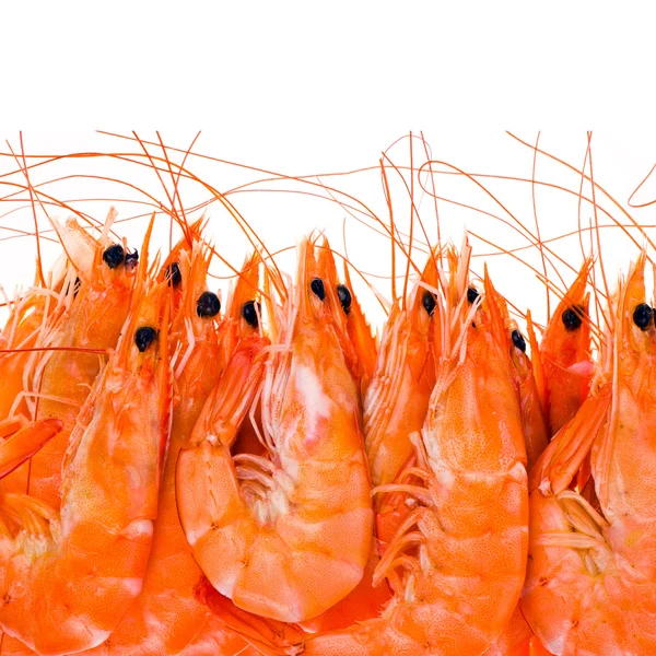 Shrimps close up isolated on white background — Stock Photo, Image