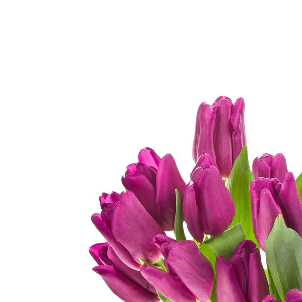 Lila Tulpen isoliert auf weißem Hintergrund — Stockfoto