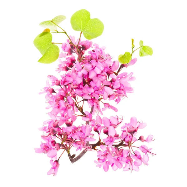 Spring branch with purple flowers — Stock Photo, Image
