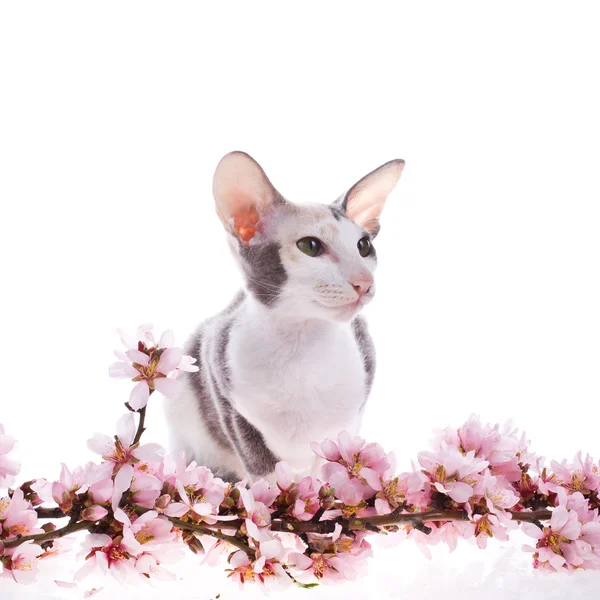 Tricolor Katze sitzt in einer rosa Farbe. isoliert auf weißem Hintergrund — Stockfoto