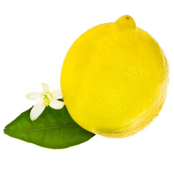 Citrus gyümölcs - citrom — Stock Fotó