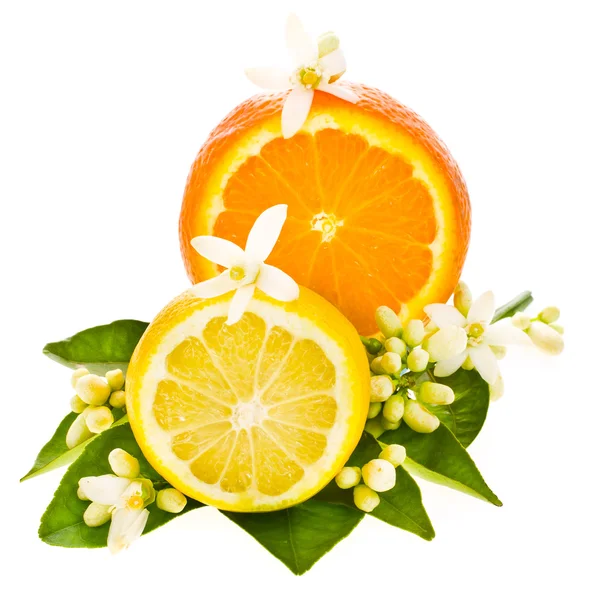 Цитрусовые - апельсины и лимон — стоковое фото