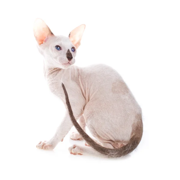 Pequeno gato peterbald isolado no fundo branco — Fotografia de Stock