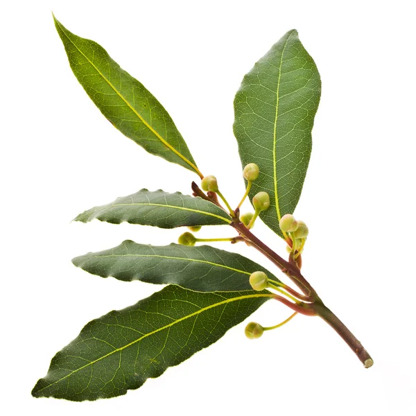 Fresh laurel — Stock Photo, Image