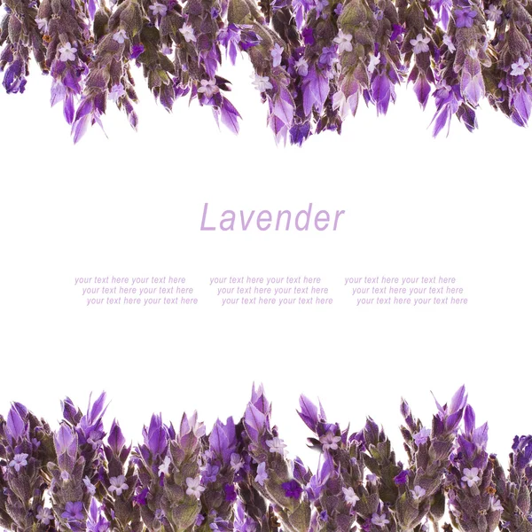 Fresh flowers of lavender — Stock Photo, Image