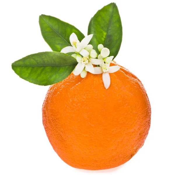 Flores de laranjeira em uma fruta laranja isolada no fundo branco — Fotografia de Stock