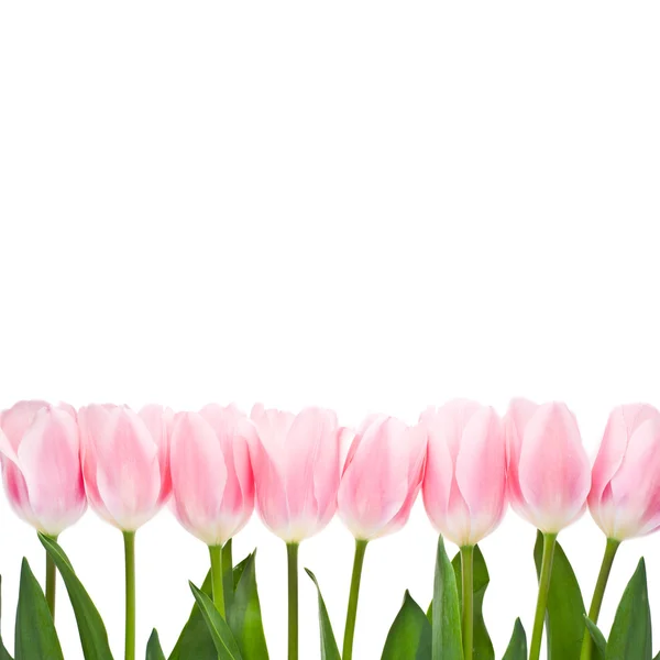 Tulipanes rosados aislados sobre un fondo blanco . — Foto de Stock