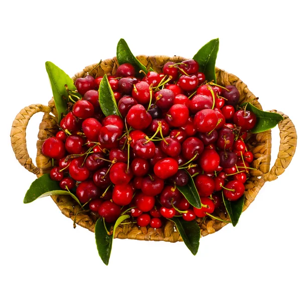 Fresh cherries in a beautiful large wicker basket — Stock Photo, Image