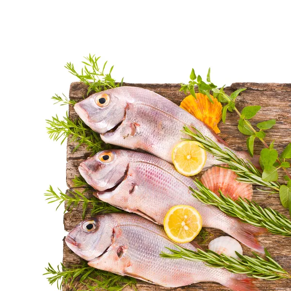 Frischer Fisch — Stockfoto