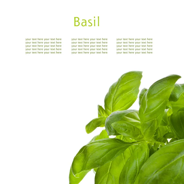 Foglie fresche di basilico — Foto Stock