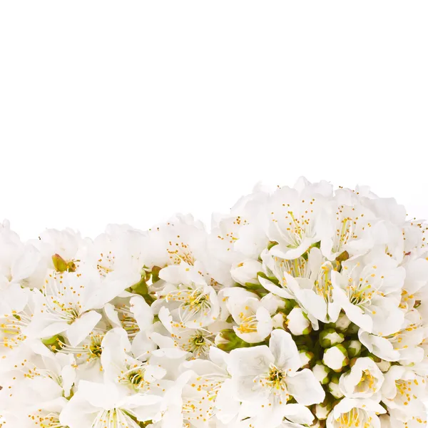 Frühling weiße Blüten des Apfels — Stockfoto