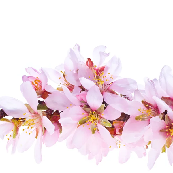 Flores de almendras rosadas —  Fotos de Stock