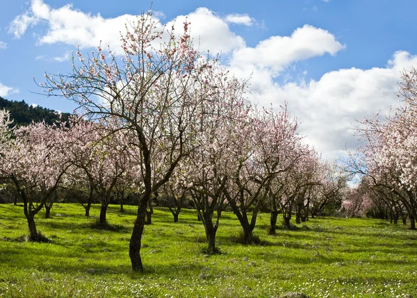 Mandel orchard i blossom, alicante, Spanien — Stockfoto