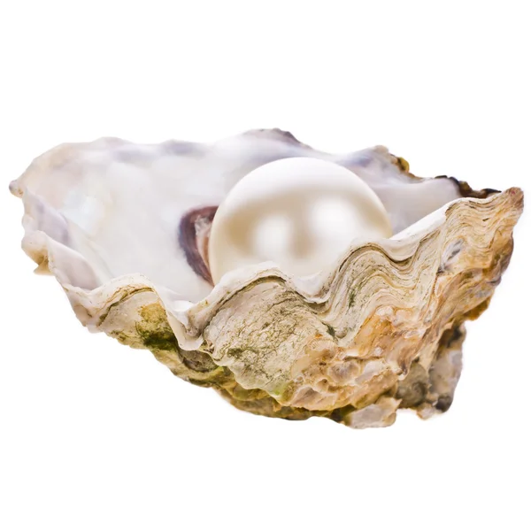 Velká perla v oyster shell — Stock fotografie