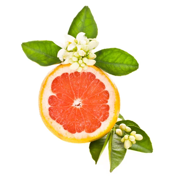 Grapefruit flower Pictures, Grapefruit flower Stock Photos & Images