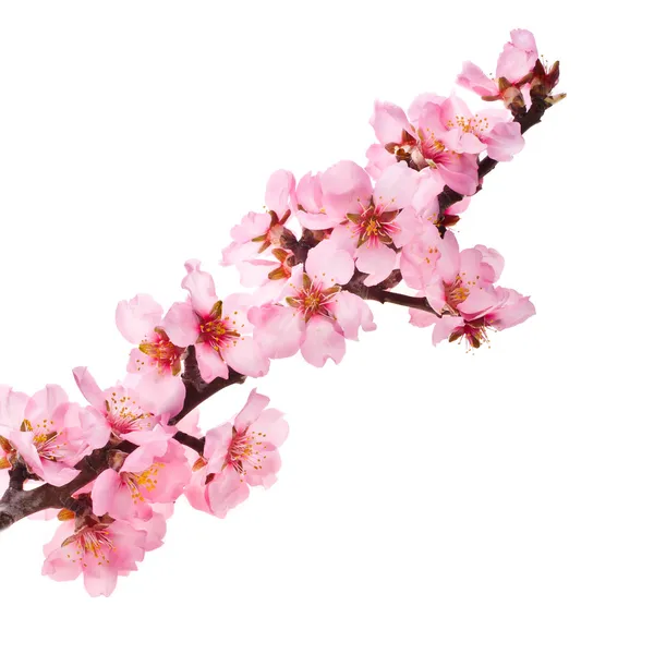 Mandelbaum rosa Blüten Stockbild