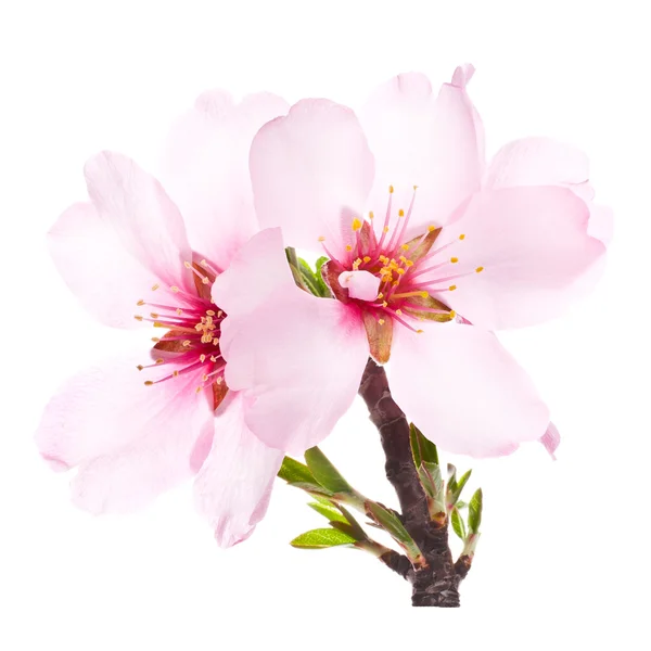 Mandelbaum rosa Blume lizenzfreie Stockfotos