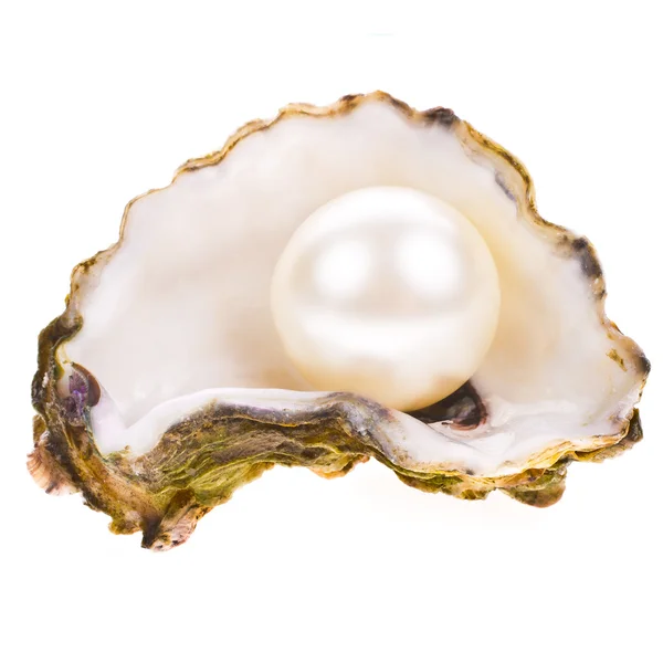 Big pearl in an oyster shell Stock Image