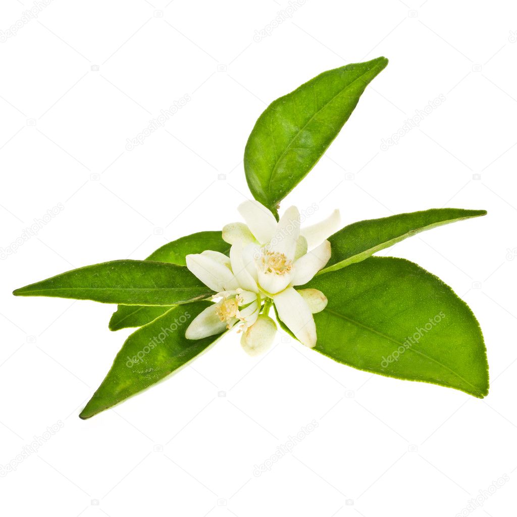 Orange tree flowers and green leaves orange isolated on white background