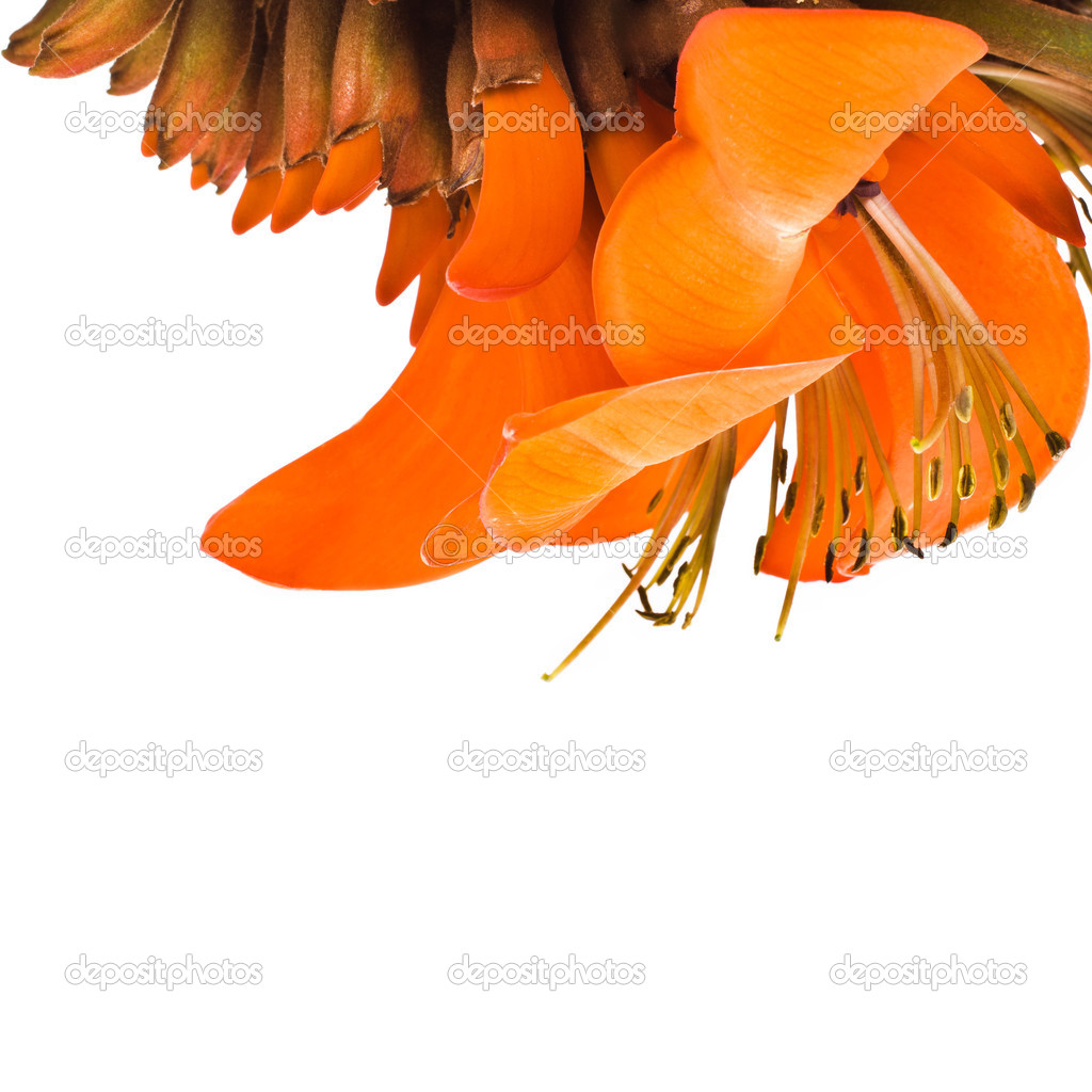 Close-up of an orange flower lily isolated on white background