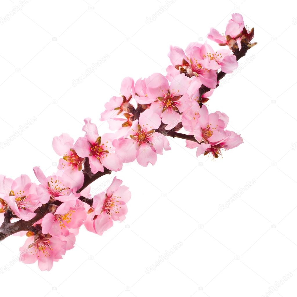 Almond tree pink flowers