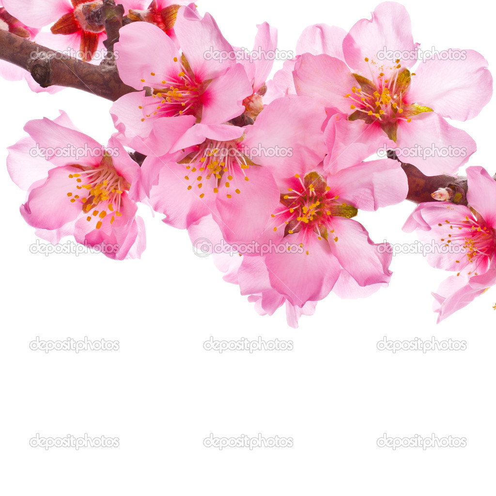 Álbumes 18+ Foto flor de almendro fondo blanco Alta definición completa, 2k, 4k