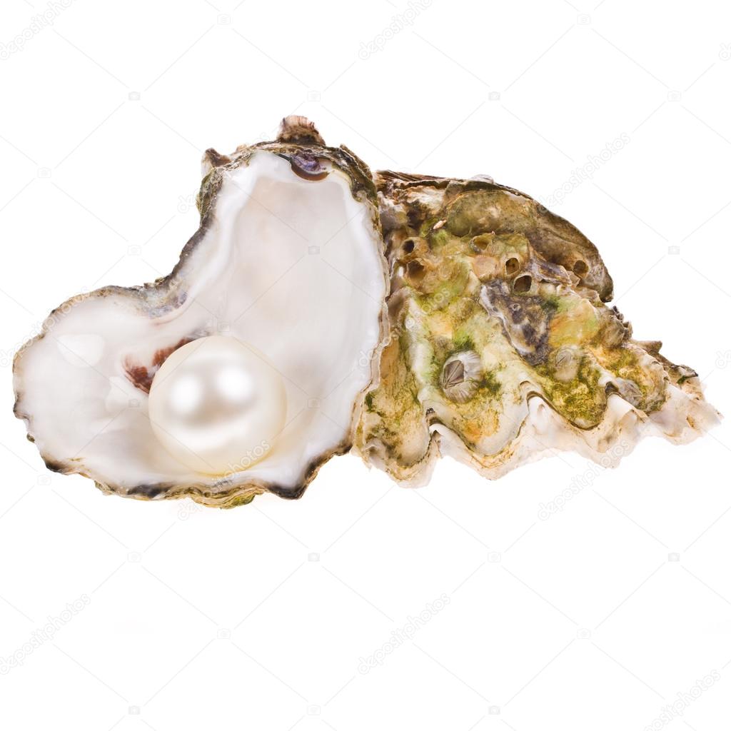 Big pearl in an oyster shell