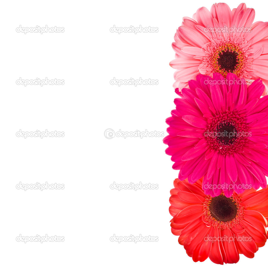 Colorful gerbers flowers isolated on white background