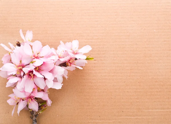 Greeting card , almond blossoms with pasteboard — Stock Photo, Image