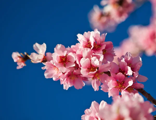 Jarní mandloň růžové květiny — Stock fotografie