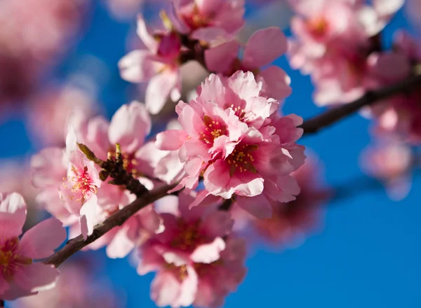 Våren mandelträd rosa blommor — Stockfoto