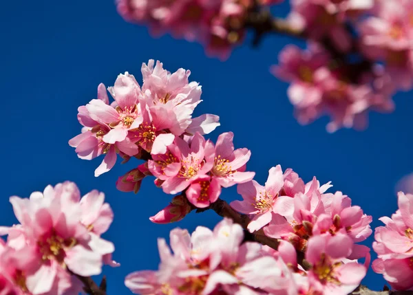 Våren mandelträd rosa blommor — Stockfoto