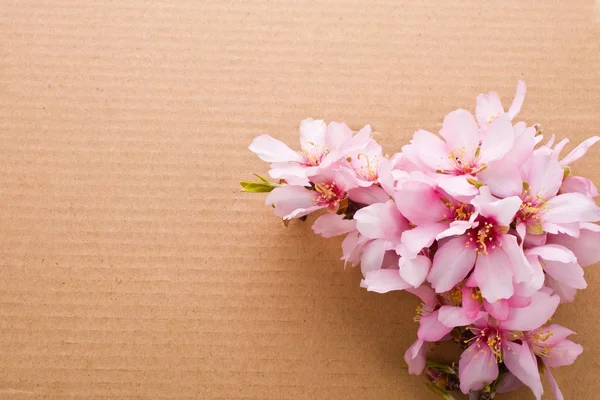 Carte de voeux, fleurs d'amande avec carton — Photo