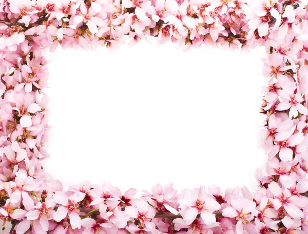 Primavera ramos floridos — Fotografia de Stock