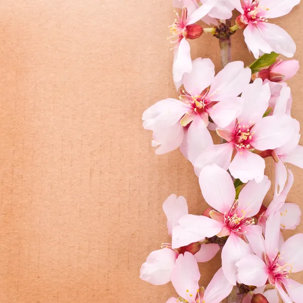 Cartão de saudação, flores de amêndoa com pasteboard — Fotografia de Stock